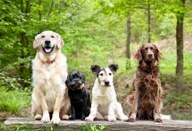 Keep the pets separate at first, waiting 3 or 4 days before actually introducing the animals face to face. Ticks On Dogs What They Look Like And How To Get Rid Of Them