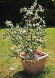 How long can you wait for maturity? Potted Olive Trees Care Pruning Re Potting And Winterizing
