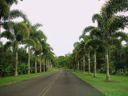 Image result for Wodyetia bifurcata