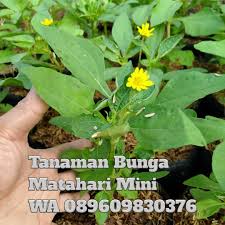 Konektor nepel polos 7 mm model tusuk atau bisa juga dengan menggunakan tee connector 7 mm ke sprayer fogger/mist nozzle. Tanaman Bunga Matahari Mini Perkebunan Di Carousell