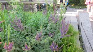 Scenery trees bushes & plants / scenery landscaping ground cover & ballast. Native Plants For Easy Gardening In Omaha Ne