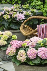 Die Terrasse Ist Im Hortensien Fieber Pflanzenfreude Pflanze Plant Terrasse Hortensie Planters Topf Terrasse Pflanzen Pflanzen Hortensien