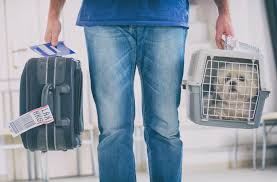 Anyone accompanying a pet must be at least 18 years of age. Carry On Pet Policy By Airline The Full Rundown Shermanstravel