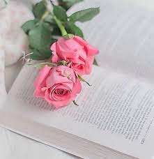Pin On Roses