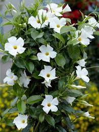 Vaso ceramica bianco fiori (cod. Auch Als Kletter Oder Ampelpflanze Eignet Sich Die Dipladenia Vorzuglich Vasi Da Giardino Fiori Piante