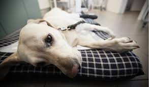 They are mostly adenocarcinomas that are ductular or acinar in origin (malignant tumors arising from duct cells or … Canine Insulinoma Petcoach