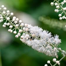 Image result for Acalypha racemosa