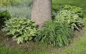 The best time to fertilize these funkia plants is late winter and early spring before they break the ground as stated. Hosta Plant Companions In The Garden What Are Companions For Hostas