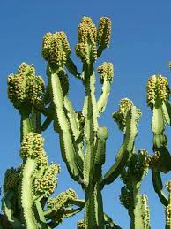 Thebranching, leafless stems have four or five vertical ridges bearing small spines. Euphorbia Ingens Candelabra Tree World Of Succulents Euphorbia Cactus Plants Cactus Garden