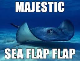 Majestic Sea Flap Flap Funny Animal Names Sea Flap Flap Majestic Sea Flap Flap