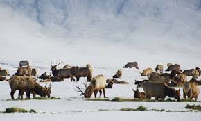 Pin By Porcu Pine On Books Worth Reading Star Valley Wyoming Afton Wyoming Star Valley