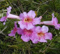 Image result for Podranea