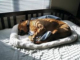 Image result for Boxer dog, sleeping in my bed