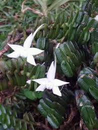 Image result for Diaphananthe stolzii