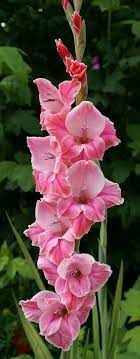 Pin By Glynis Mcgourlick On Gladiola Gladiolus Flower Bulb Flowers Flowers Nature