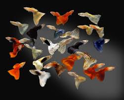 Chas Compilation Tough Love For Guppies Can It Really Work Aquarium Fish Tropical Fish Tanks Guppy