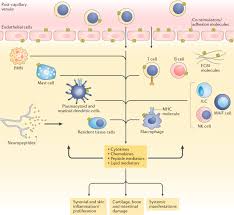 Bedside To Bench Defining The Immunopathogenesis Of Psoriatic Arthritis Nature Reviews Rheumatology