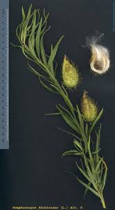 Image result for Gomphocarpus fruticosus