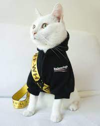 lisette stark adli kullanicinin furkids in costumes panosundaki pin sevimli kedi yavrulari yavru kediler kedi