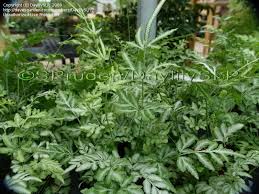 Exhibits an upright, clumping habit. Plantfiles Pictures Pteris Silver Lace Fern Slender Brake Fern Evergemiensis Pteris Ensiformis By Daylilyslp