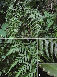 Image result for Microlepia