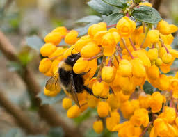 Image result for Berberis darwinii