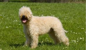 The soft coated wheaten terrier, an exuberant irish farm dog, is happy, friendly, deeply devoted, and just stubborn enough to remind you he's a terrier. Soft Coated Wheaten Terrier Breed Facts And Information Petcoach