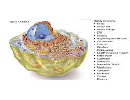 Plant cells have a cell wall, chloroplasts, plasmodesmata, and plastids used for storage, and a large central vacuole, whereas animal cells do not. Labeled Animal Cell Diagram Quizlet