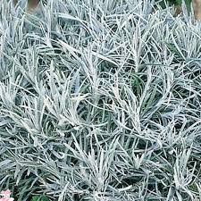 Image result for Helichrysum schimperi