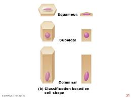 Maybe you would like to learn more about one of these? Nucleus Cytoplasm Plasma Membrane A Generalized Animal Cell