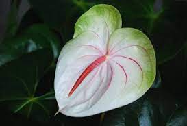 Pin On Hawaiian Favorites