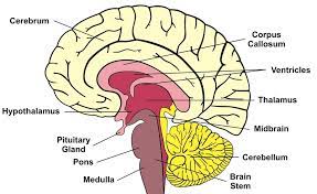 Short-Term Memory Loss: Definition, Causes & Tests | Live Science