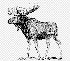 Adding them to type of sounds our calls can make is deadly. Moose Deer Drawing Art Sketch Deer Antler Pencil Animals Png Pngwing