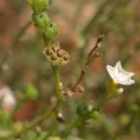 Image result for Heliotropium zeylanicum