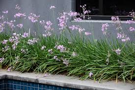 Image result for Tulbaghia acutiloba