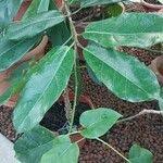 Image result for Ficus polita