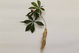 Notoginseng), and american ginseng (p. 3 Benefits Of Ginseng For Your Hair Ginseng For Hair Care Be Beautiful India