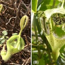 Image result for Ceropegia lugardiae