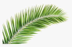 Tropical leaf outline transparent background. Png Clipart Clip Art Palm Tree Leaf