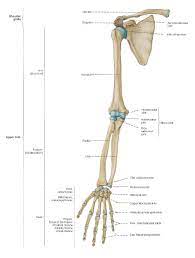 Arm Bones Arm Anatomy Human Anatomy Arm Bones