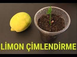 Limon ağacı hangi iklimde yetişir,saksıda limon yetiştirme nasıl olur,limon ağaçlarında kuruma,sakızlanma,kanser. Limon Cekirdegi Cimlendirme Youtube