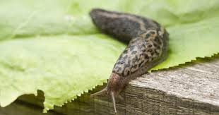 Mit Dem Tigerschnegel Gegen Die Schneckenplage Schnecken Im Garten Garten Nacktschnecken
