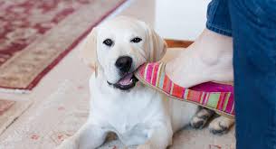 When puppies are having too much fun, they might overreact and bite out of excitement. How To Stop A Puppy From Biting Your Clothes And Shoes