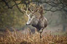 Pere David S Deer Native To China But Extinct In The Wild For Over 100 Years Weird Animals Endangered Animals Animals Images