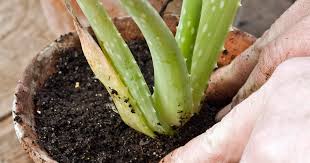 Die aloe vera ist eine dekorative, immergrüne zierpflanze, die wegen ihres wertvollen gels schon seit jahrtausenden geschätzt wird. Aloe Vera Vermehren So Klappt S Garantiert Mein Schoner Garten