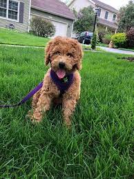 We did not find results for: Maple Valley Puppies Bernedoodle Goldendoodle Puppies For Sale In Flat Rock Illinois