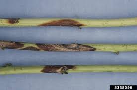 Image result for Raspberry spur blight