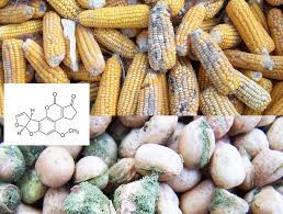 Aflatoxins are naturally occurring toxins that are produced by species. Aflatoxins Contamination Analysis Creative Proteomics