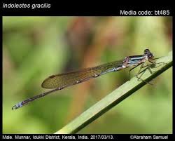 Image result for Laggera gracilis