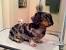 Long Hair Dachshund Haircut